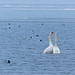 Swan Love...