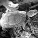 Dinky little box turtle