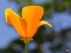 Pictures for Pam, Day 178: California Poppy, A Feast for the Eyes! (+2 insets!)