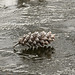pine cone on ice DSC 0577 edited