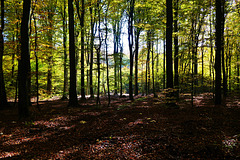 Ein Buchenwald im Spessart - A beech forest in the Spessart