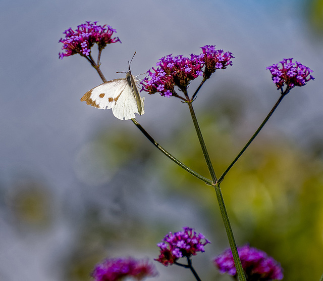 Butterfly (1)