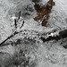 ice and water-DSC 0547