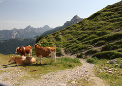 Kühe auf einer Almweide