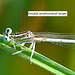 White Featherleg (Platycnemis latipes) (5a) arrow