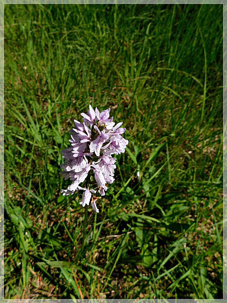 Au soleil, au détour d'un chemin en forêt de Coetquen: Orchidée sauvage