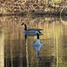 Canada geese on the pond
