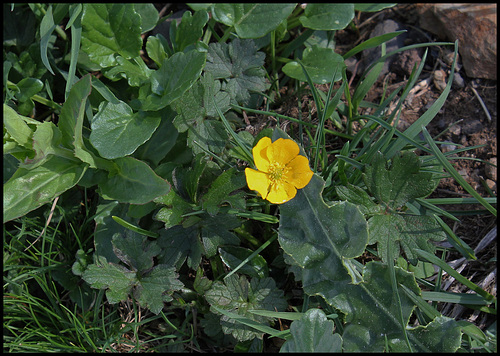 Ranunculus auricomus (1) Ranunculus auricomus (1)
