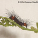 DR006-3 Nyridela xanthocera 1st or 2nd Instar Larva