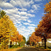 Autumn blue sky above my street