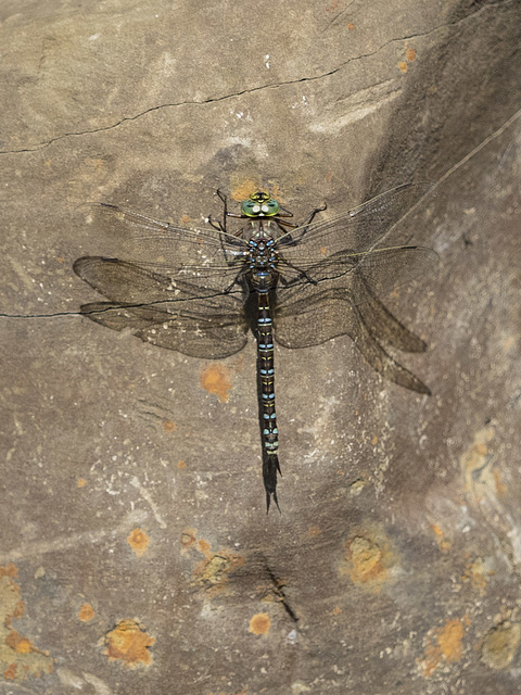 Dragonfly on a Rock With a Shadow