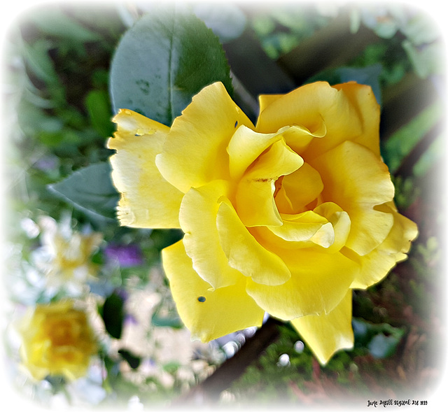 Yellow rose of friendship