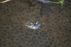 Frog with frogspawn