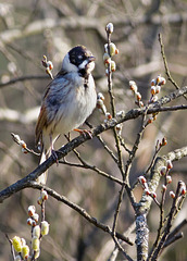 Reed Bunting (Male)