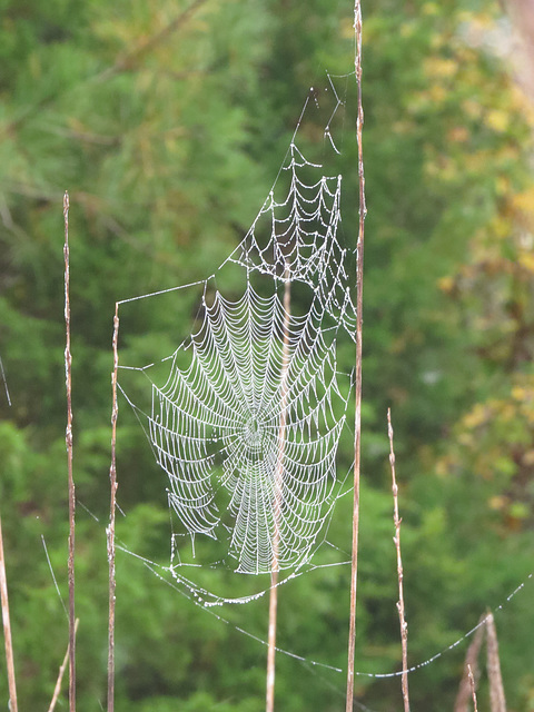 Dewy spiderweb