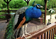 Mr Peacock.