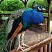 Mr Peacock.