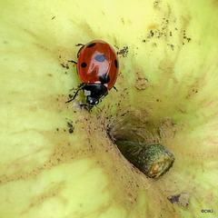 Ladybird exploring an apple