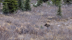 Grizzli Bear, Canada   DSC4917