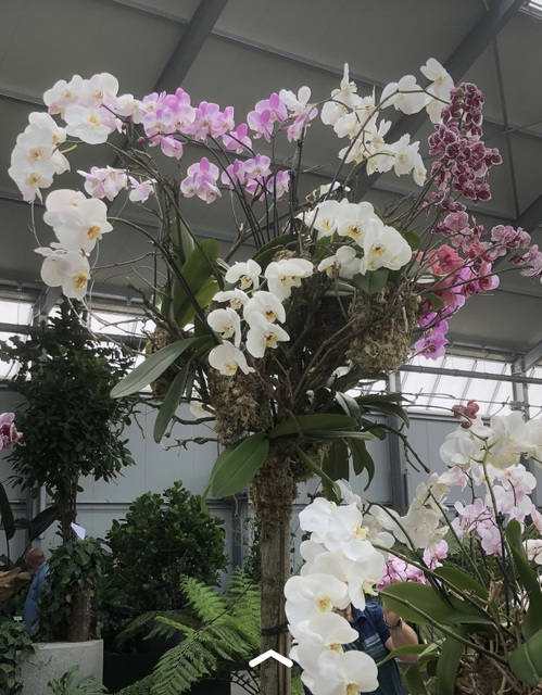 Prächtige Orchideen auf der BUGA in Erfurt