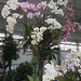 Prächtige Orchideen auf der BUGA in Erfurt