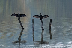 cormorans étang à BELFORT