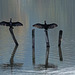 cormorans étang à BELFORT