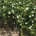 Wild roses on a wall.