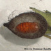 DR006-6 Nyridela xanthocera Pupa in Cocoon