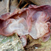 DSCN2049a - fungo orelha-de-judas Auricularia fuscosuccinea, Auriculariales  Agaricomycetes Basidiomycota