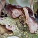 DSCN2049b - fungo orelha-de-judas Auricularia fuscosuccinea, Auriculariales  Agaricomycetes Basidiomycota