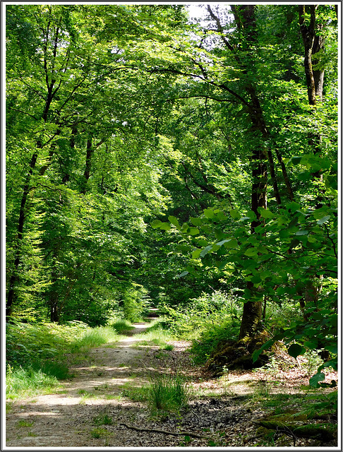 Balade en forêt de Coetquen Balade en forêt de Coetquen