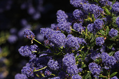 Ceanothus/Californian Lilac