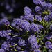 Ceanothus/Californian Lilac