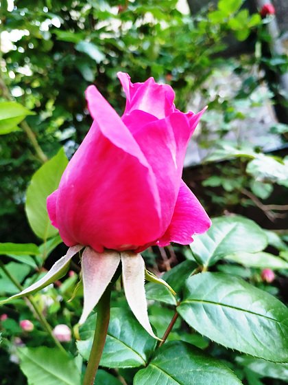 Rosas de mi rosal, 1