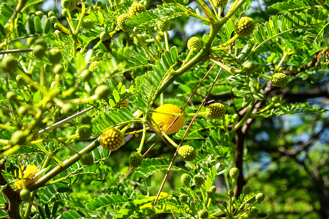 MONACO: Mimosa des quatre saisons (Acacia retinodes Schltr).