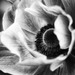 anemone b&w