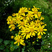 Butterweed