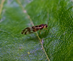 Plant Bug? Only 2 or 3mm