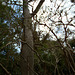 DSCN2053 - paineira Ceiba speciosa, Malvaceae