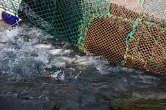 Alaska, A Lot of Salmons are Trying to Get through a Dam on a Creek of Solomon Gulch