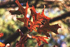 Oak Leaves Turning
