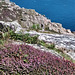 Pink - grey Cornish granite, deep blue Atlantic and purple heather. For Pam.