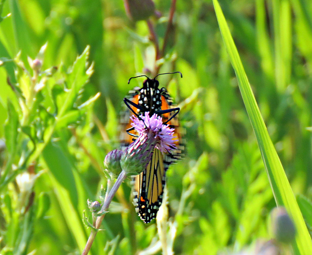 Monarch feeding on thistle flower.