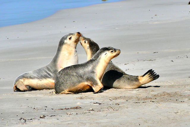 P1270557- Famille lions de mer, Seal Bay - Kangaroo Island.  11 mars 2020