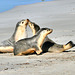P1270557- Famille lions de mer, Seal Bay - Kangaroo Island.  11 mars 2020