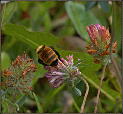 Bee, face and eyes into the clover