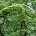 Robinia pseudo-acacia