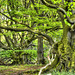 Ancient Beech Trees