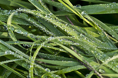 Pearls? No, tears of nature... dew